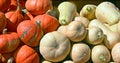 Freshly picked colorful squash Royalty Free Stock Photo