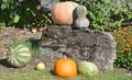 Freshly picked colorful squash Royalty Free Stock Photo