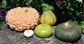 Freshly picked colorful squash Royalty Free Stock Photo