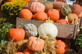 Freshly picked colorful squash and pumpkins Royalty Free Stock Photo