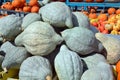 Freshly picked colorful squash and pumpkins Royalty Free Stock Photo