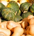 Freshly picked colorful squashes and pumpkins Royalty Free Stock Photo