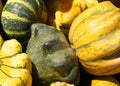 Freshly picked colorful squashes and pumpkins Royalty Free Stock Photo