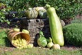 Freshly picked colorful squashes and pumpkins Royalty Free Stock Photo