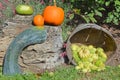 Freshly picked colorful squashes and pumpkins Royalty Free Stock Photo