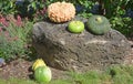 Freshly picked colorful squashes and pumpkins Royalty Free Stock Photo