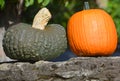 Freshly picked colorful squashes and pumpkins Royalty Free Stock Photo
