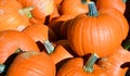 Freshly picked colorful squashes and pumpkins Royalty Free Stock Photo