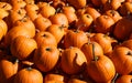 Freshly picked colorful squashes and pumpkins Royalty Free Stock Photo