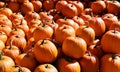 Freshly picked colorful squashes and pumpkins Royalty Free Stock Photo