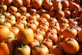 Freshly picked colorful squashes and pumpkins Royalty Free Stock Photo