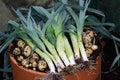 Freshly picked container grown leeks and potatoes for Winter soup.