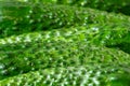 Freshly picked cornichon cucumbers lined up. Royalty Free Stock Photo