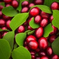 Freshly picked Cranberries