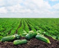 Freshly picked cucumbers on the ground