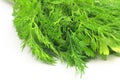 Freshly picked dill and parsley Royalty Free Stock Photo