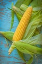 Freshly picked ear of corn, sweet maize cob Royalty Free Stock Photo