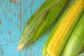 Freshly picked ear of maize, sweet corn cob Royalty Free Stock Photo