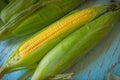 Freshly picked ear of maize, sweet corn cob Royalty Free Stock Photo