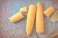 Freshly picked ear of maize, sweet corn cob Royalty Free Stock Photo