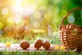 Freshly picked eggs in wicker basket and field with chickens Royalty Free Stock Photo