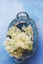 Freshly picked elderflowers in basket