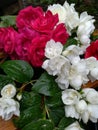 Freshly picked English roses Royalty Free Stock Photo