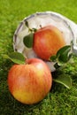 Freshly picked farm apple Royalty Free Stock Photo