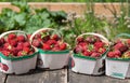 Freshly Picked Field Strawberries