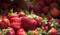 Freshly Picked Field Strawberries