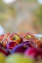 Close-up Detail of Fresh Sweet Gala Apples Royalty Free Stock Photo