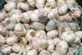 Freshly picked garlic in azure basket on market. Royalty Free Stock Photo