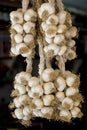 Freshly picked garlic in azure basket on market. Royalty Free Stock Photo