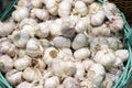 Freshly picked garlic in azure basket on market. Royalty Free Stock Photo