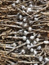 Freshly Picked Garlic Bulbs on a Soil and Dirt Background. Healthy food and organic concept Royalty Free Stock Photo