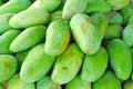 Freshly picked green mangos