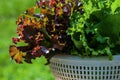 Freshly picked green and red leaf lettuce in plastic colander closeup Royalty Free Stock Photo