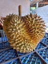 Freshly picked heart-shaped durian fruit