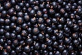 Freshly picked home grown blackcurrants. Royalty Free Stock Photo