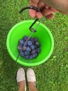 Freshly picked home grown organic plums inside green plastic buc