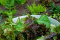 Freshly picked home-grown salad