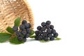 Freshly picked homegrown aronia berries over a white