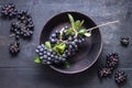 Freshly picked homegrown aronia berries