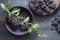 Freshly picked homegrown aronia berries