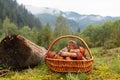 freshly picked Lactarius deliciosus mushrooms in wicker basket. Carpathian mountains in the background. Ukraine Royalty Free Stock Photo