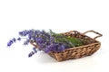 Freshly Picked Lavender Flowers in a Brown Basket on White Background