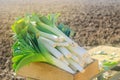 Freshly picked leek in box. Harvest. Harvesting. Agriculture and farming. Agribusiness. Agro industry. Growing Organic Vegetables