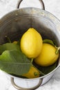 Freshly picked lemons with leaves in a metal bucket. Royalty Free Stock Photo