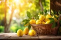 Freshly picked lemons in a wicker basket against a backdrop of lemon trees and sunlight. Royalty Free Stock Photo