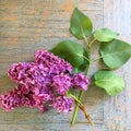 Freshly picked lilac on a wood table